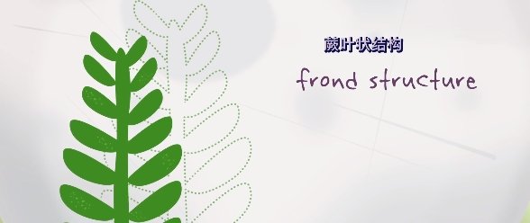 世界上最长的细胞