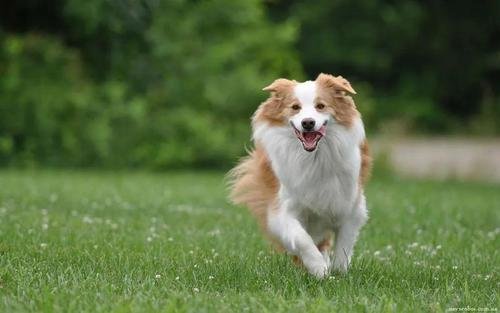 哈尔滨五旬汉子持石块大战群狼，救下的爱犬目前情况如何？