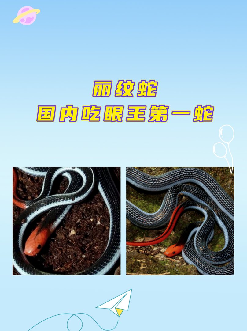丽纹蛇：国内吃眼王第一蛇？