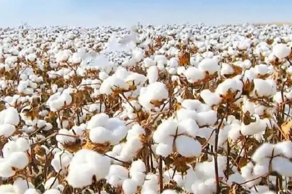 我国三大棉花产区