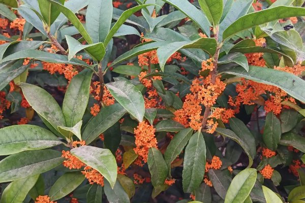 金桂花树的养殖方法和注意事项