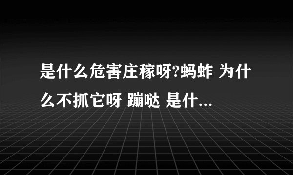 是什么危害庄稼呀?蚂蚱 为什么不抓它呀 蹦哒 是什么歌上的歌词?