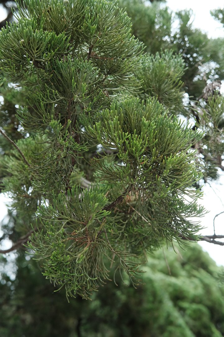 种植龙柏树的忌讳