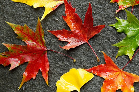 立秋后末伏还热吗