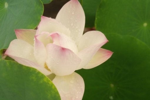 无垢是什么意思啊