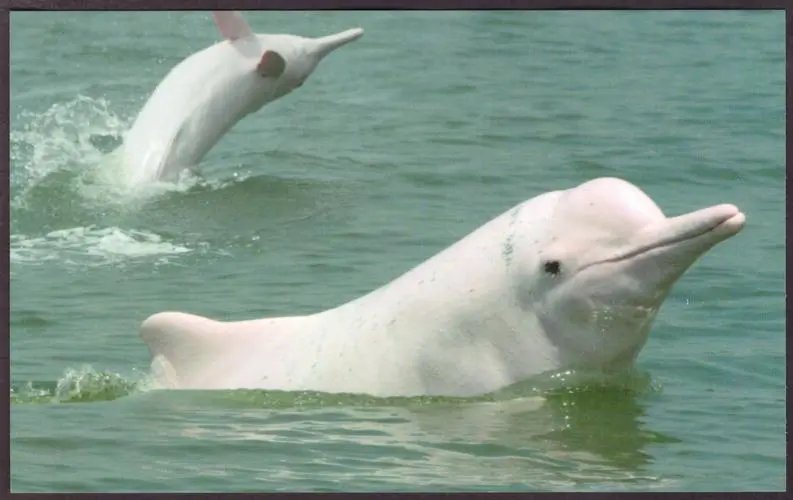 广州流溪河惊现中华白海豚，它为何会成为国家一级保护动物？
