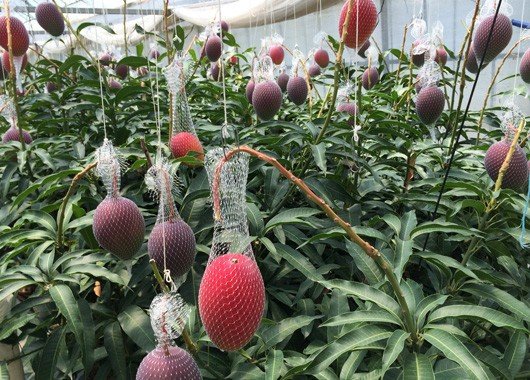 两颗芒果卖出1.2万元,为何这两颗芒果能够卖出如此高价?