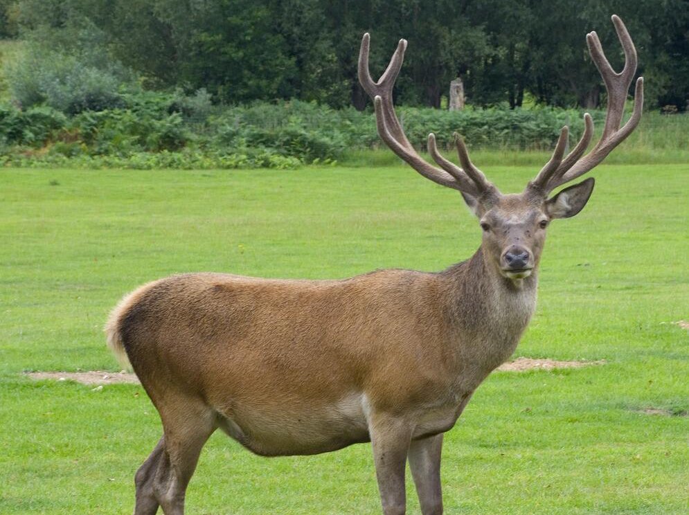 鹿的笔顺和拼音