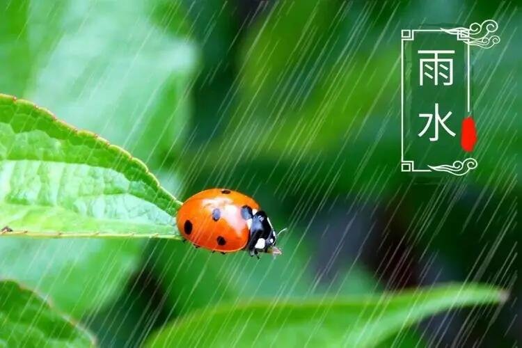 雨水三侯指的是什么?