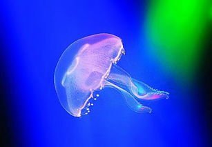 意大利海域遭水母入侵，你知道水母有毒吗？