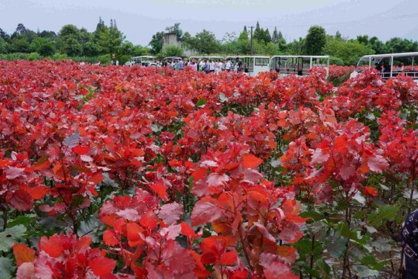 绯红的词语解释