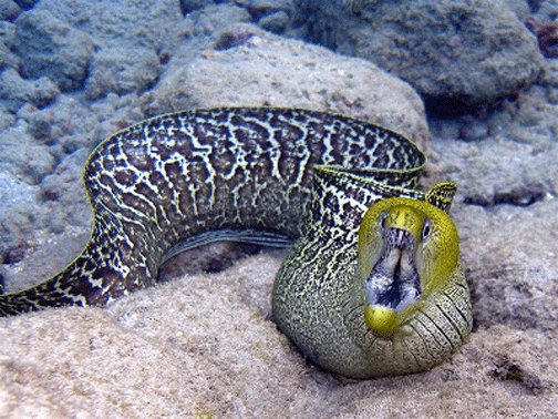 在河里打捞身子像乌鱼 头部像老鹰是什么鱼