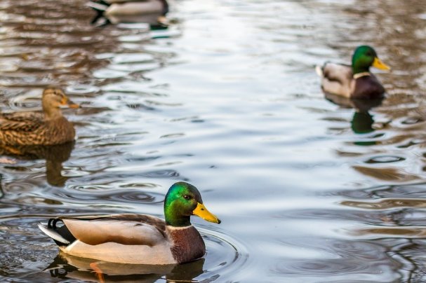 ducks怎么读英语