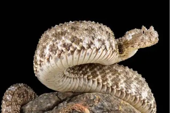 什么是蜘蛛尾角毒蛇