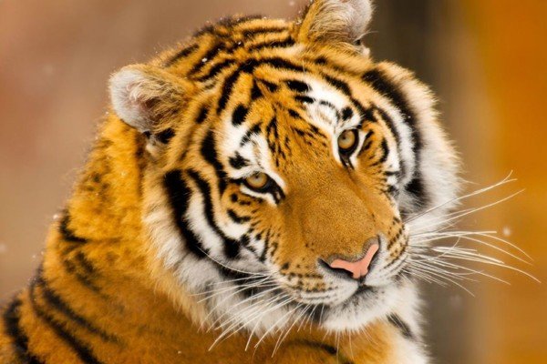 守法奉公是什幺生肖