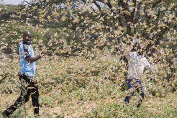 非洲蝗灾恐又将卷土重来，真的拿它们没有办法吗？