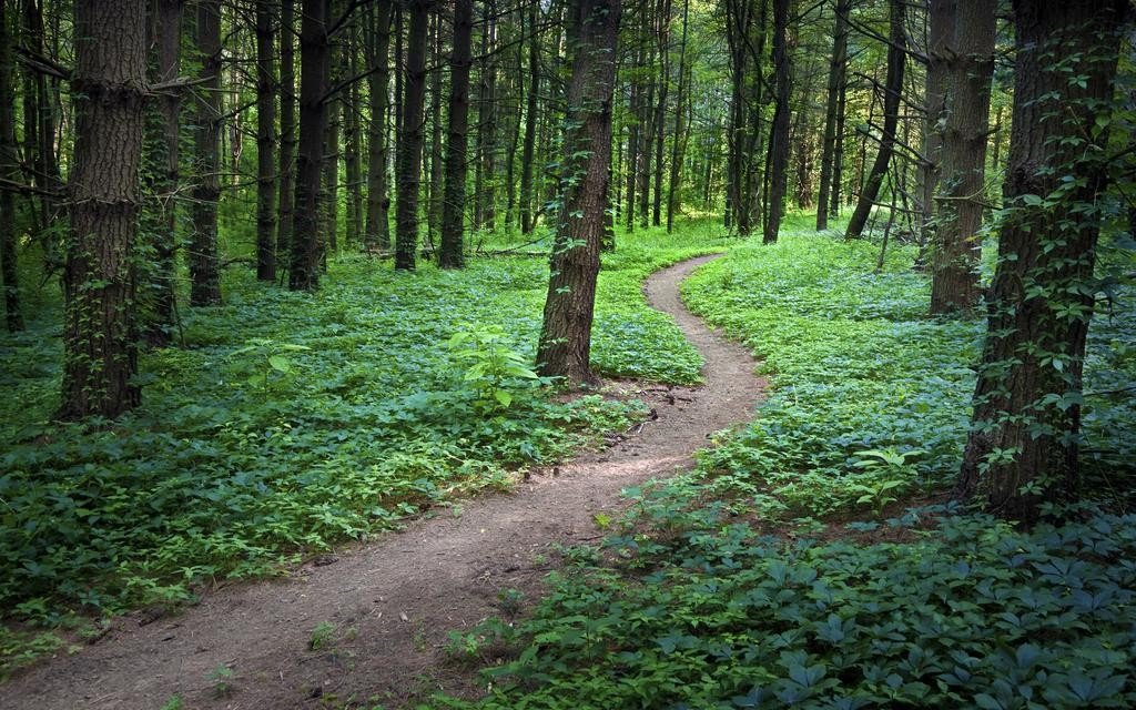 林字是什么含义？