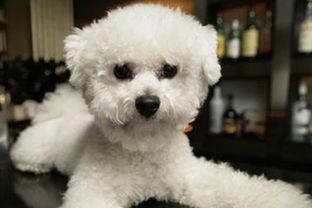 狗狗交配步骤？