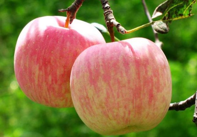 平安夜送苹果金句