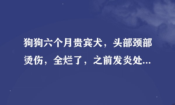 狗狗六个月贵宾犬，头部颈部烫伤，全烂了，之前发炎处理过伤口现在没有了。但是血肉和毛毛全黏在一起发硬