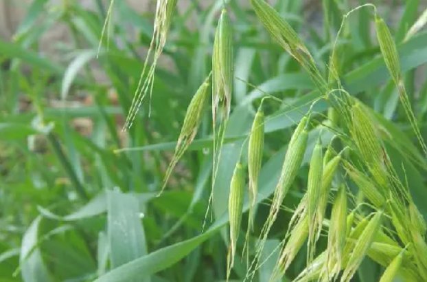 种子传播方法10种