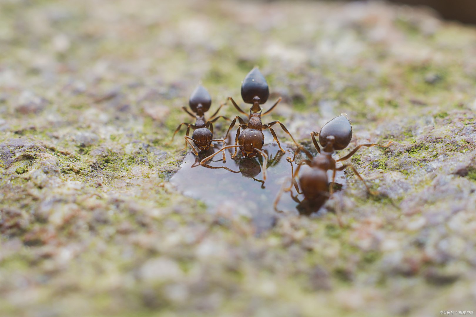 杀死蚂蚁算犯法吗。