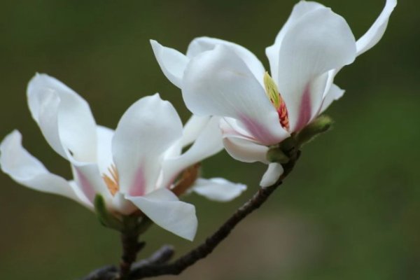 木兰花的花语和寓意是什么