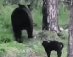 俄罗斯一只黑猫帮助主人逼退棕熊，黑猫为了维护主人有多勇敢？