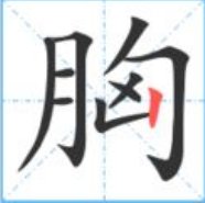 胸字组词和部首