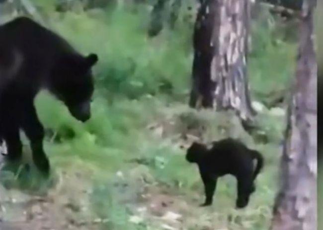 俄罗斯一只黑猫帮助主人逼退棕熊，黑猫为了维护主人有多勇敢？