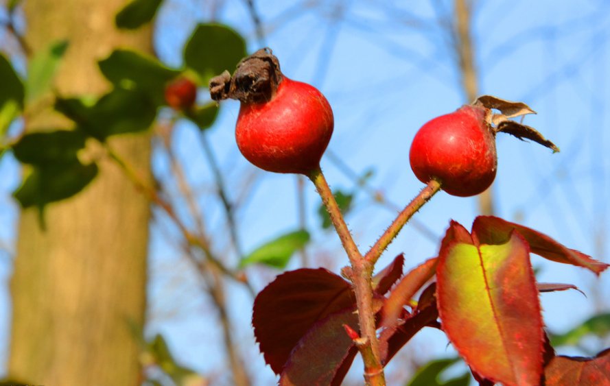 月季花的果有什么用