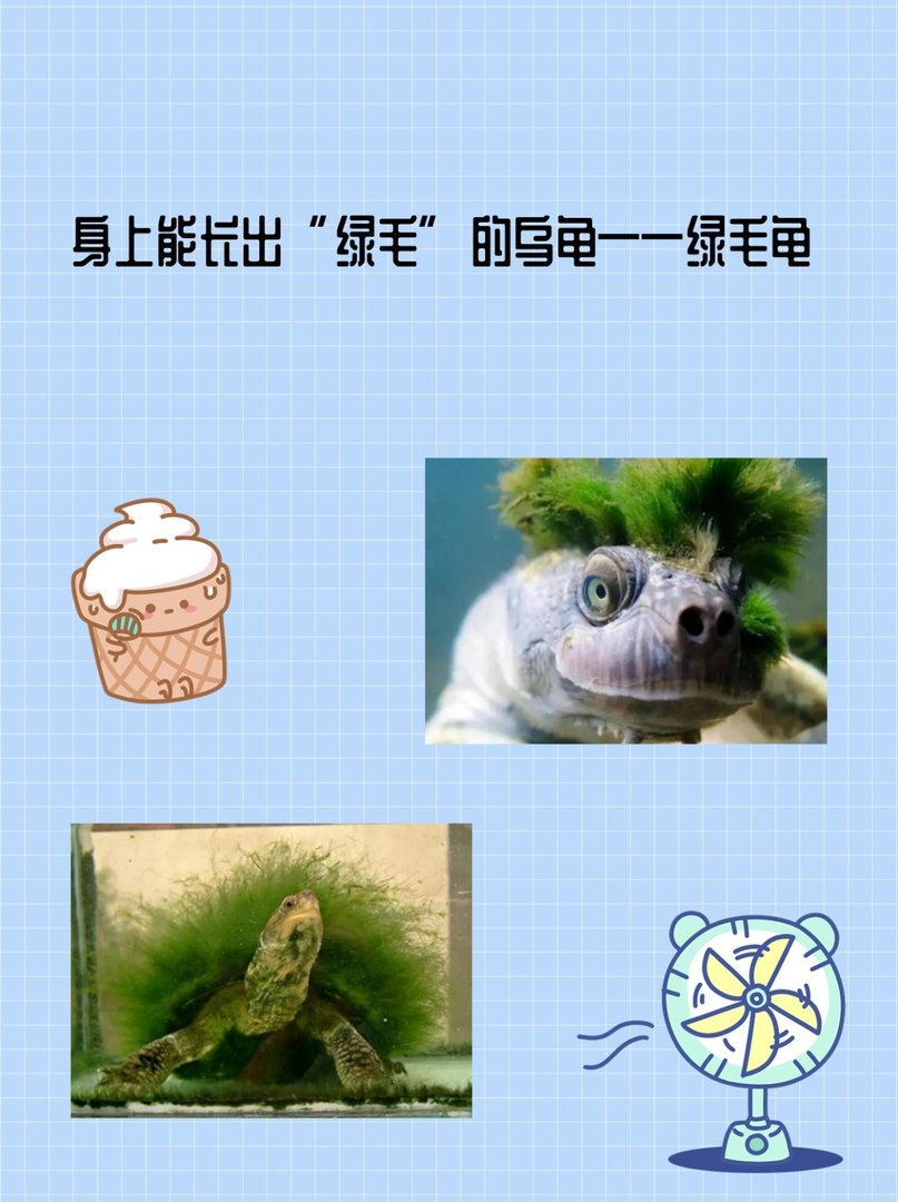 身上能长出“绿毛”的乌龟——绿毛龟