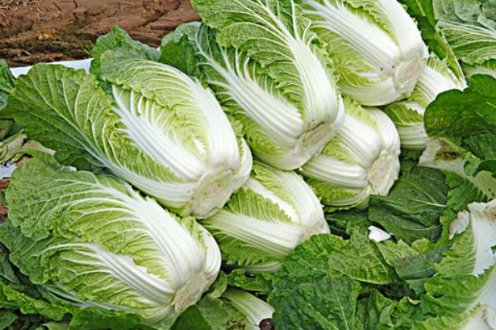 胶菜是什么意思