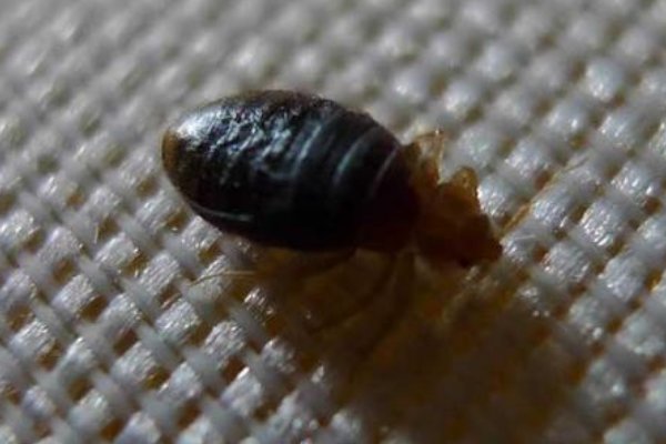 臭虫最怕什么？