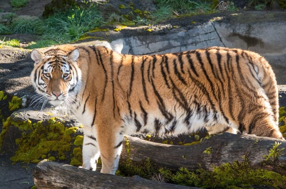 深夜路遇东北虎隔车窗与人对视，路上遇到东北虎该怎么办？