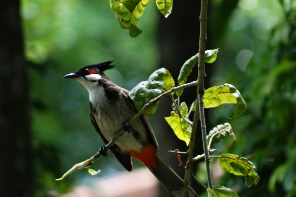 懵逼什么意思呀?