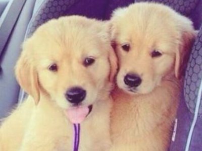 金毛多少钱一只