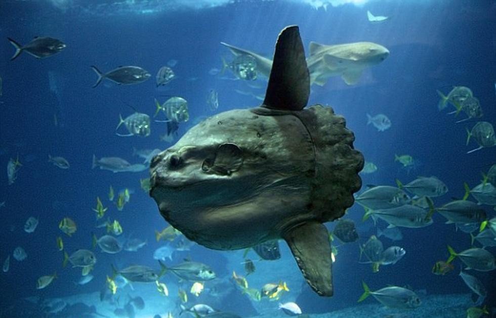 盘点十大最怪异海洋生物 还记得奥特曼里面的怪兽吗