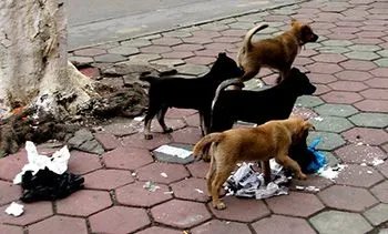 学校保安打死喂奶狗妈妈，校方：存在咬人隐患，如何治理学校的流浪狗？