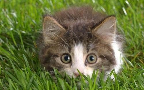 猫咪发情期不配种的话还会继续叫春吗