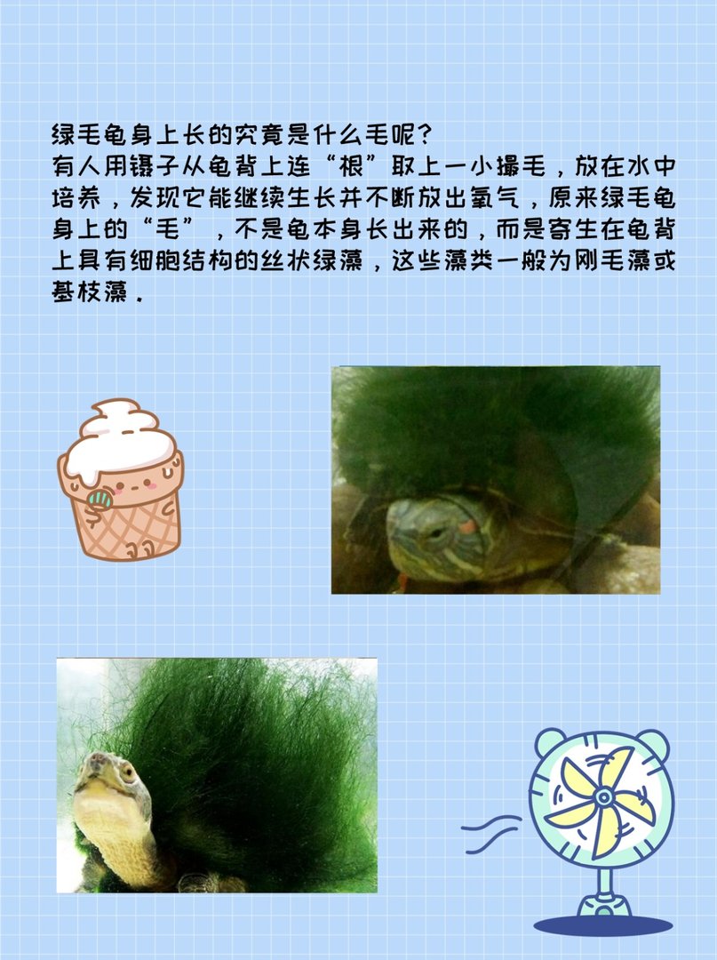 身上能长出“绿毛”的乌龟——绿毛龟