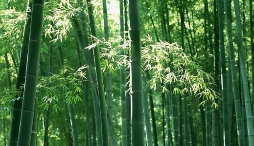 竹子是生长速度最快的植物,为什么它能长那么快？