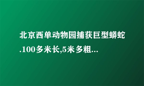 北京西单动物园捕获巨型蟒蛇.100多米长,5米多粗,比火车头还大 .谁有图片 给我发