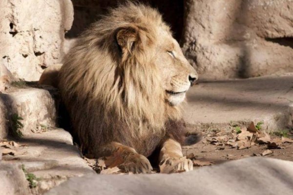 印度疫情蔓延至动物，8头狮子确诊感染新冠病毒，这些狮子将会如何处理？