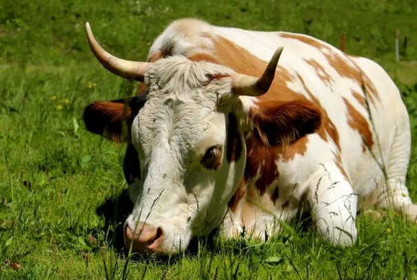 掉以轻心打一个生肖