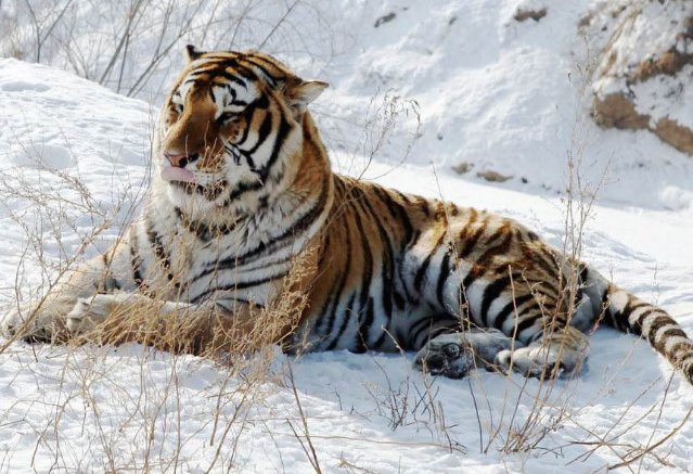 纯种藏獒和东北虎打一场的话，最后谁能赢？