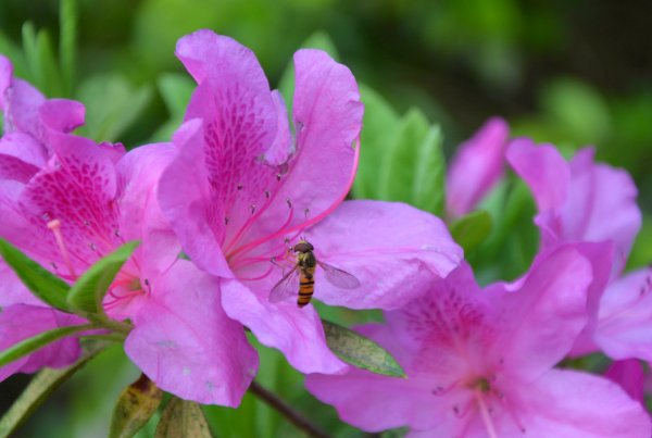 鹃的拼音和组词