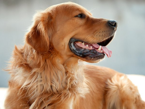 女人为什么不能养金毛