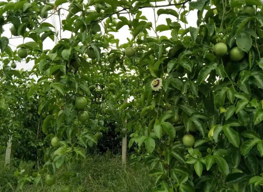 高温天气对百香果的影响是什么，有哪些防治的措施？