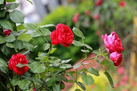 月季花在什么时候开花几点